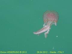 14 - Medusa - Jellyfish
